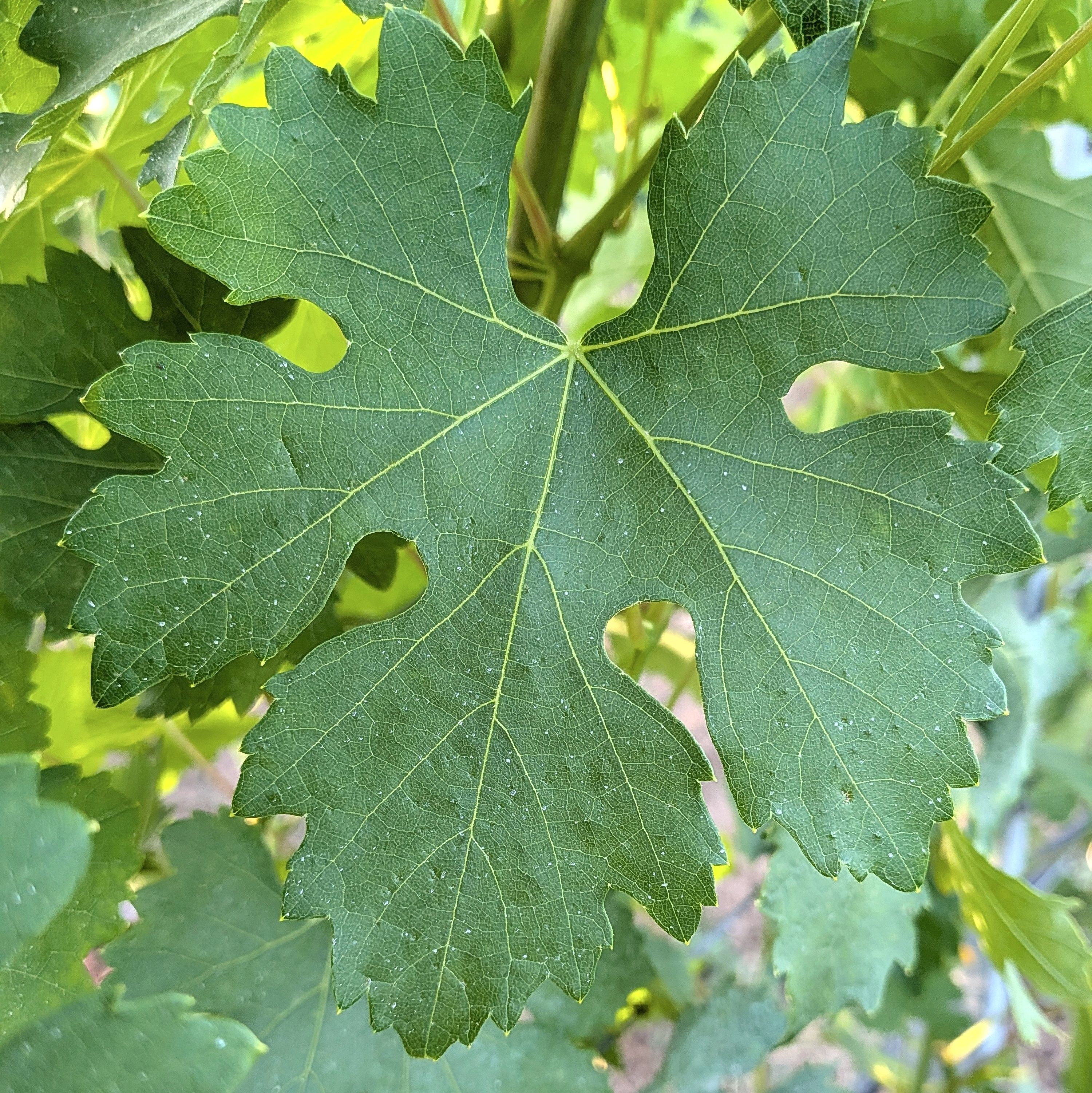 Etichetta Altea Illotto