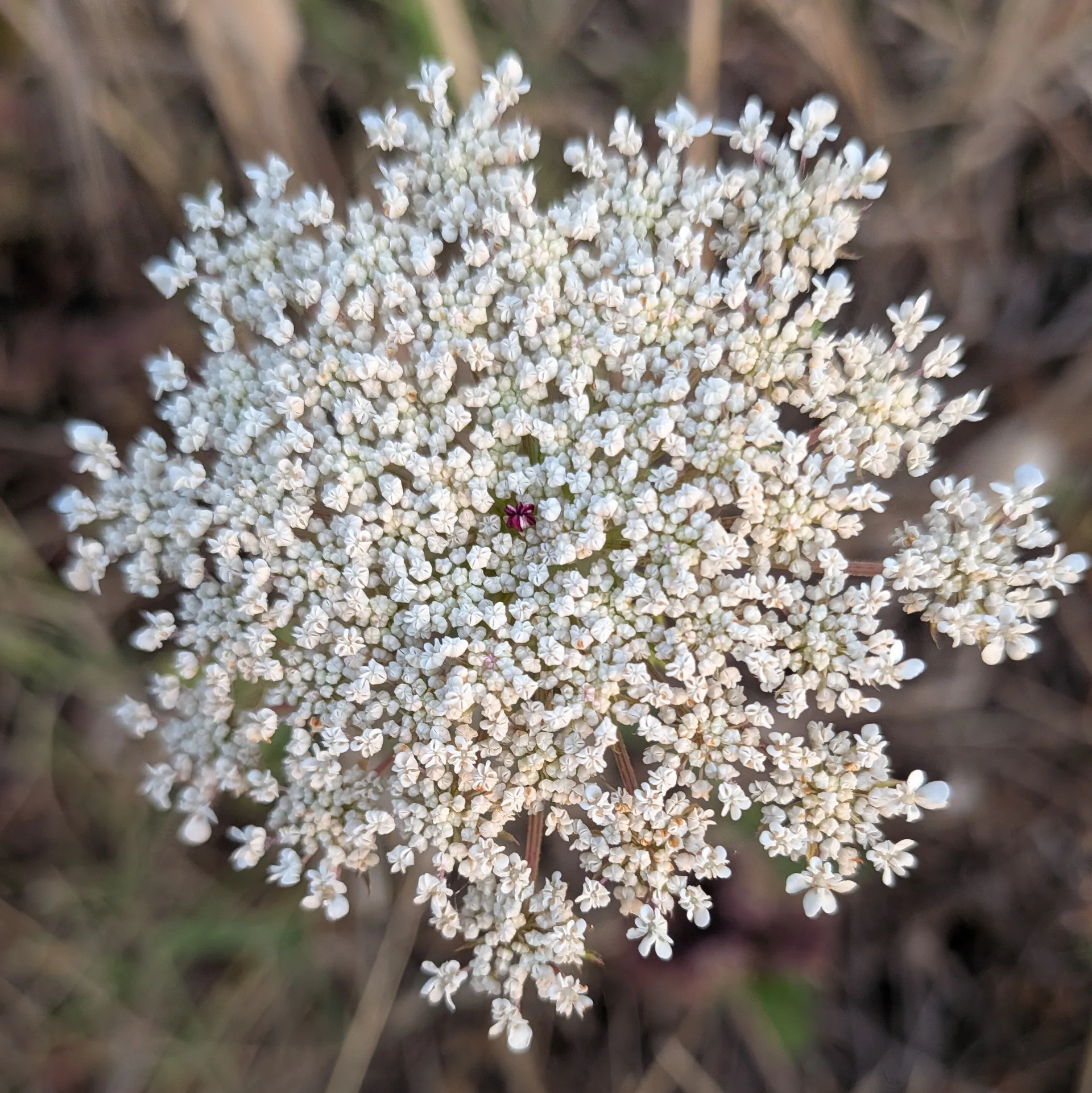 carota