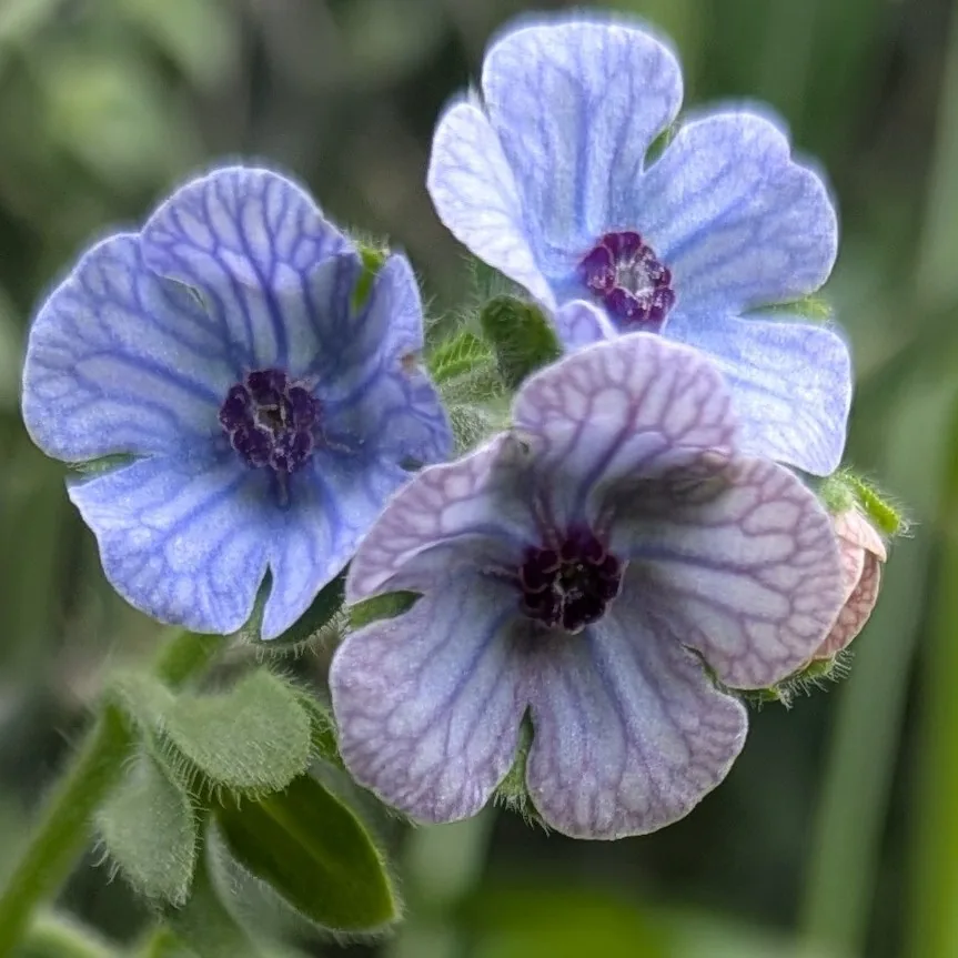 cinoglossum