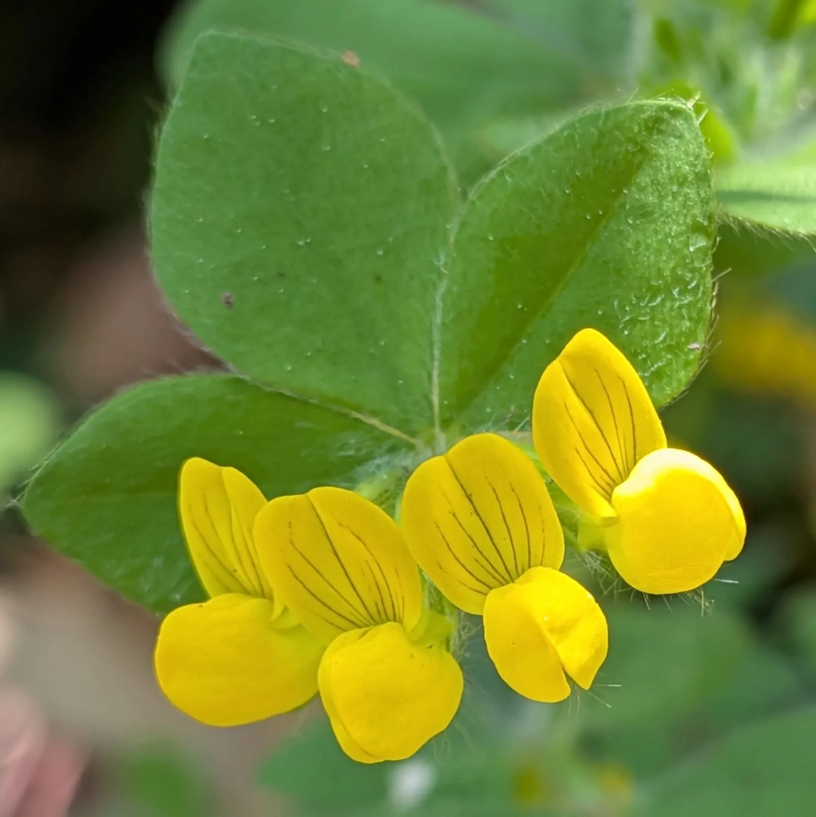 ginestrino