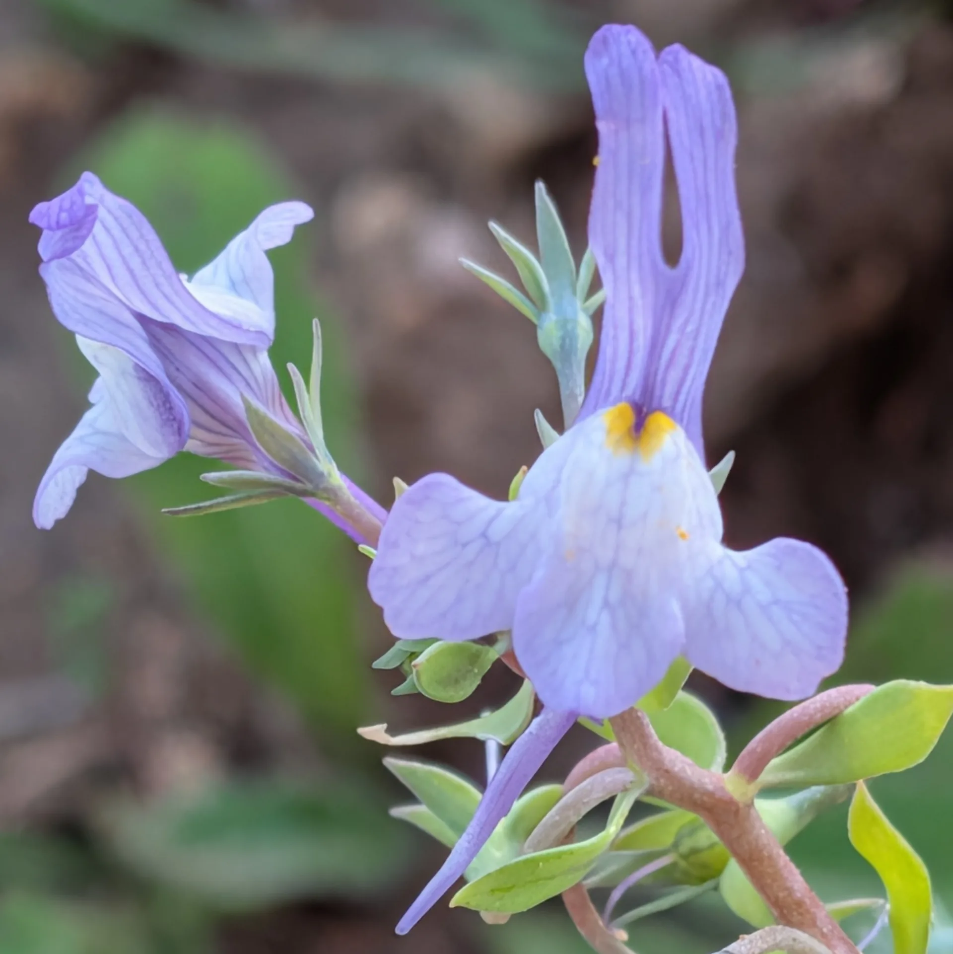 linaria