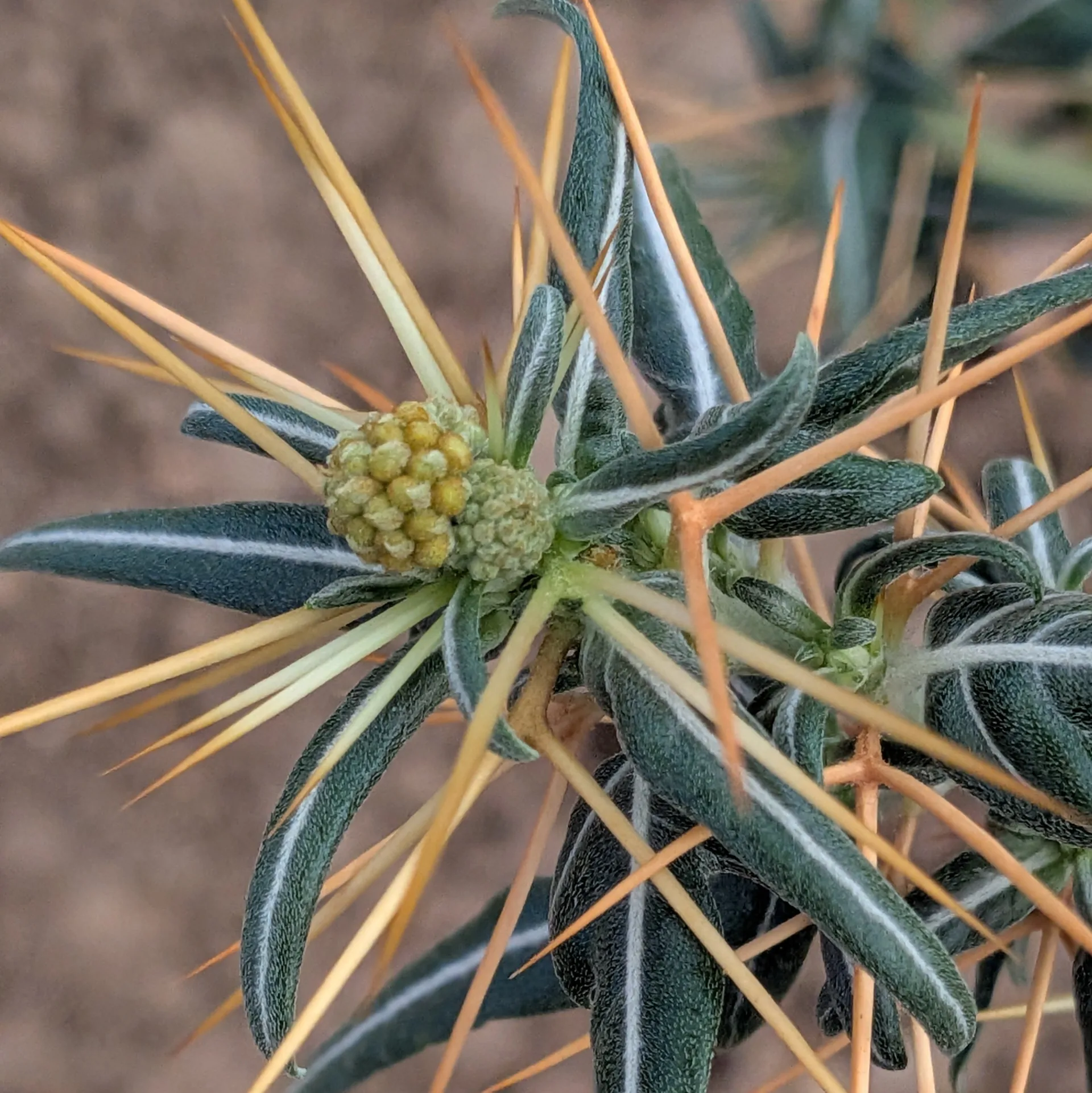 nappola_spinosa