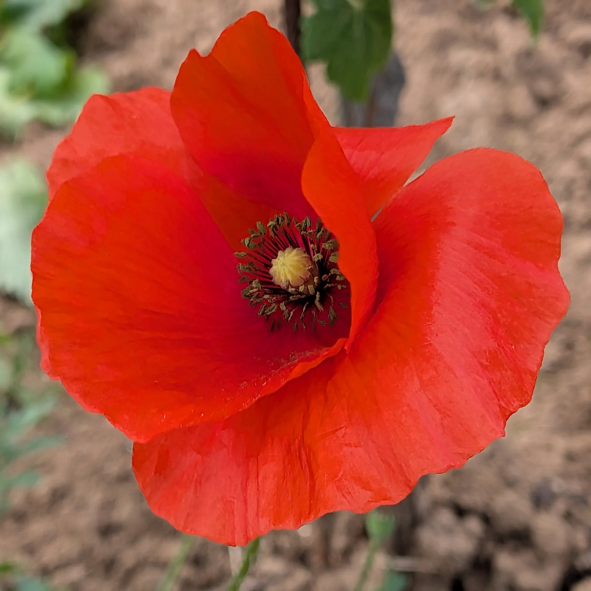 papavero