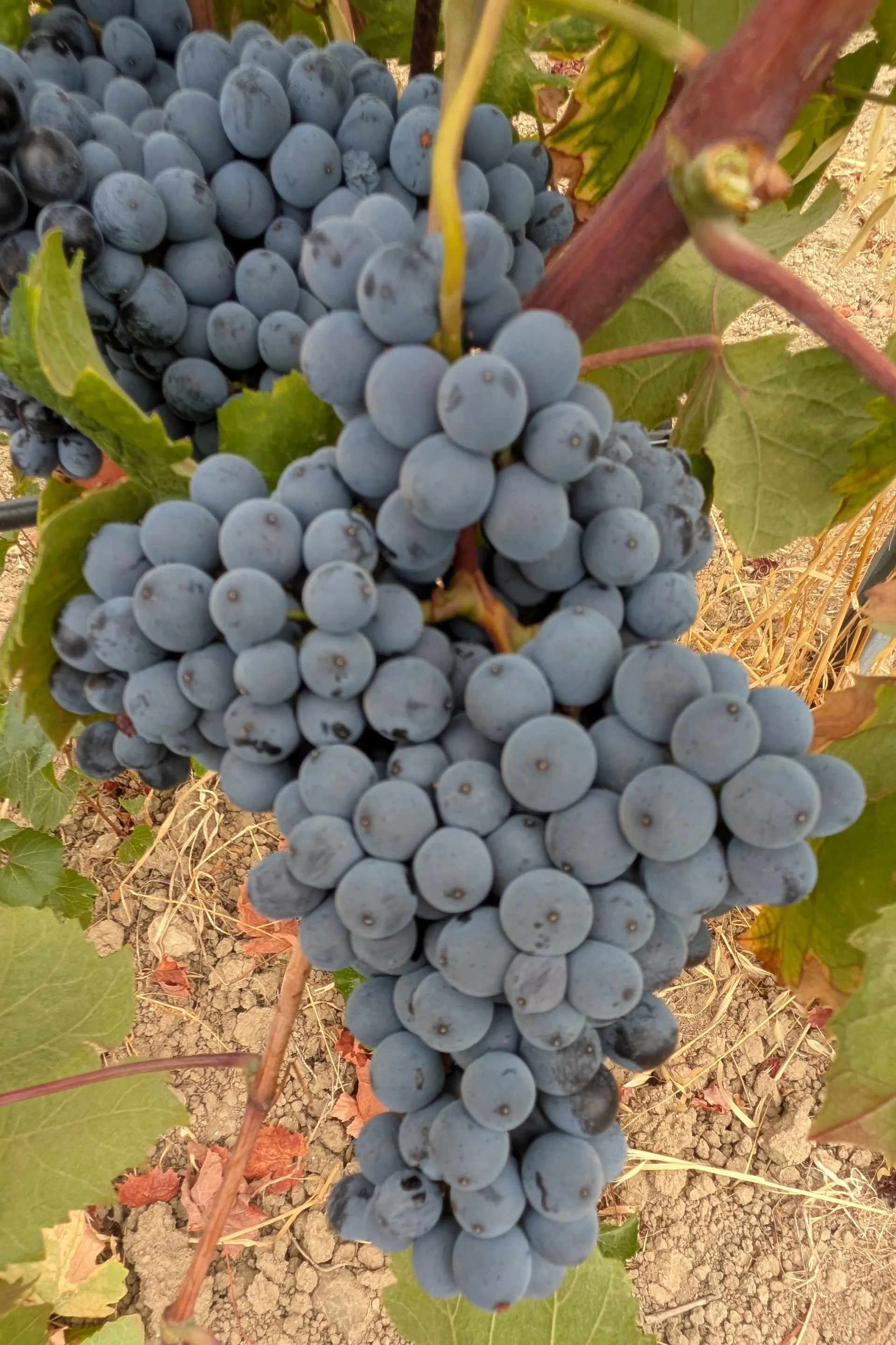 barbera_sarda