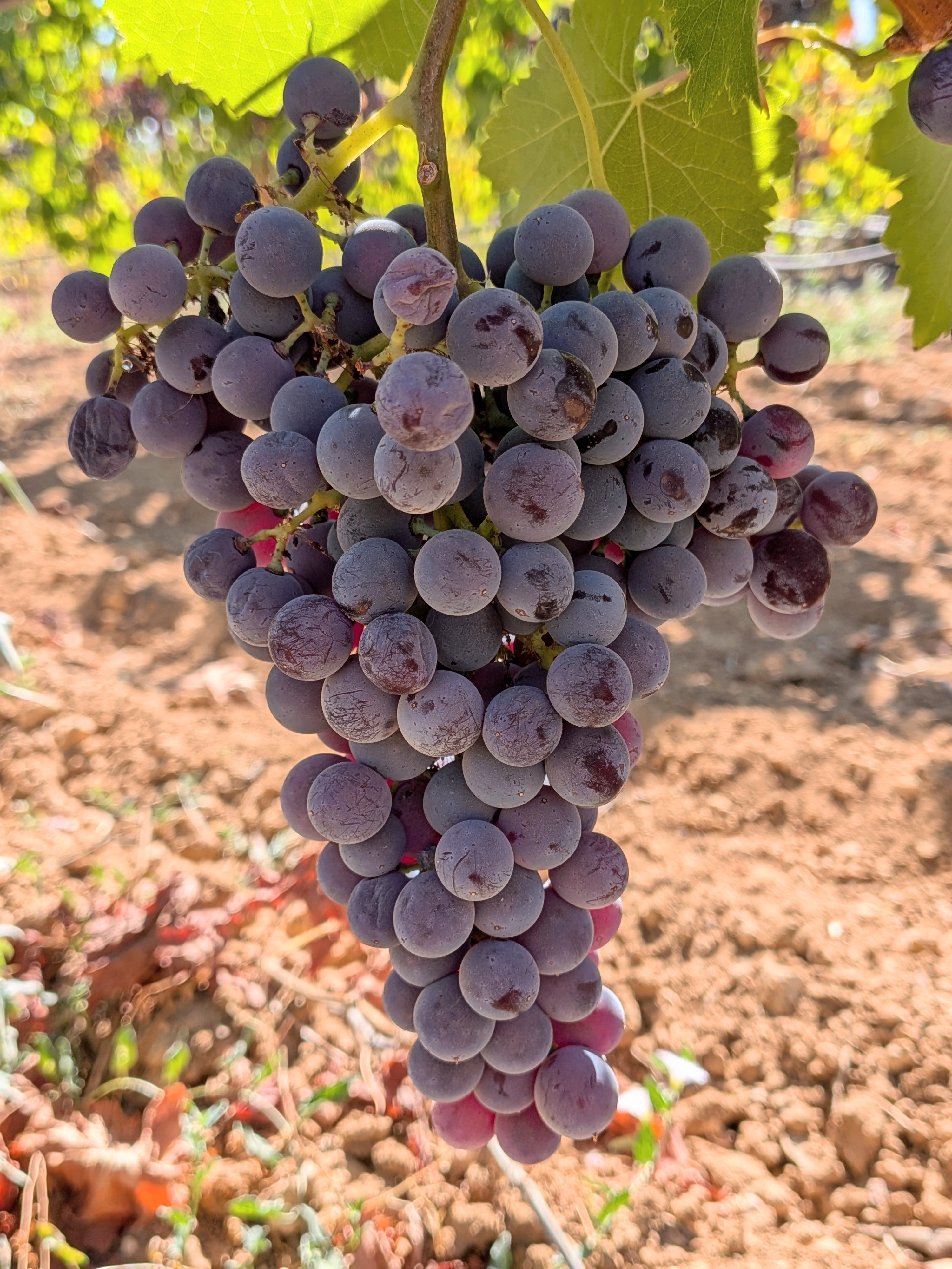 Cannonau