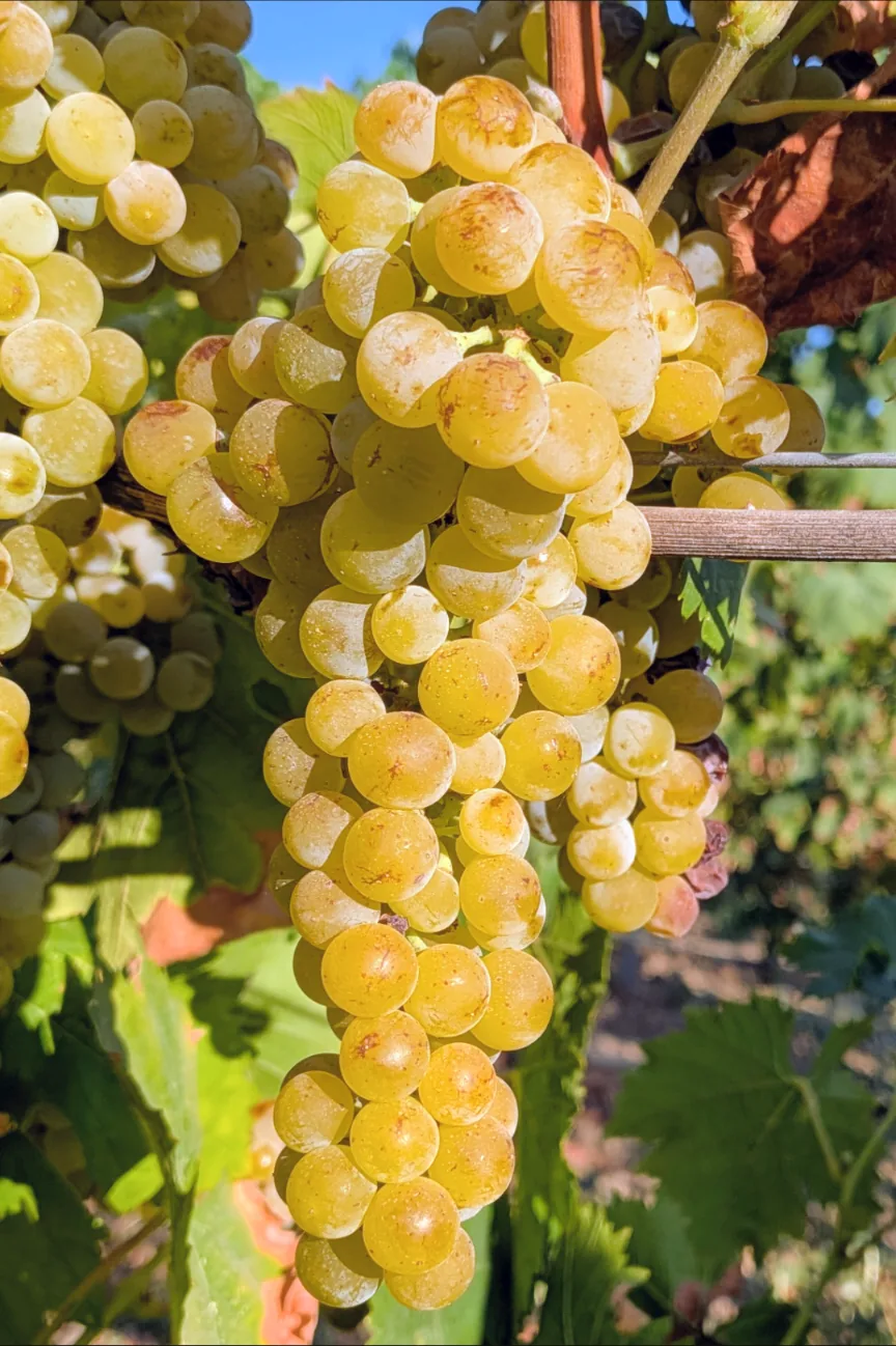 moscato