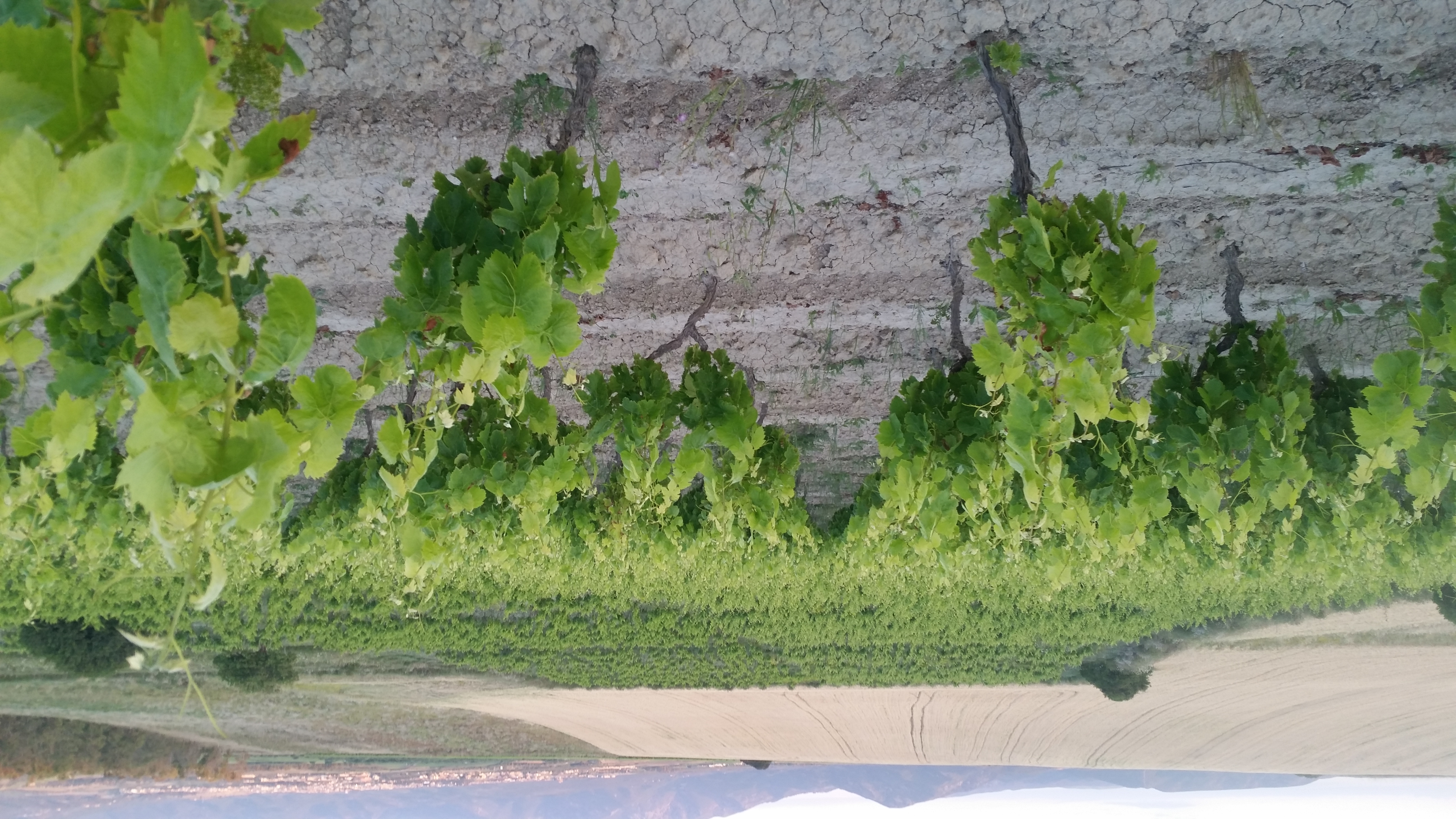 Vigneti Altea Illotto