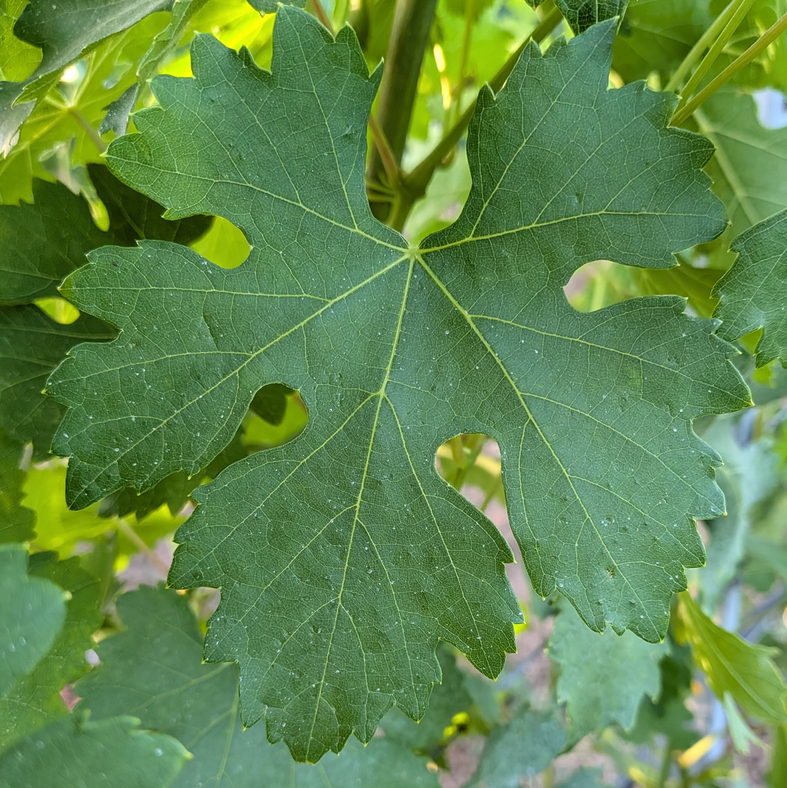 Malvasia
