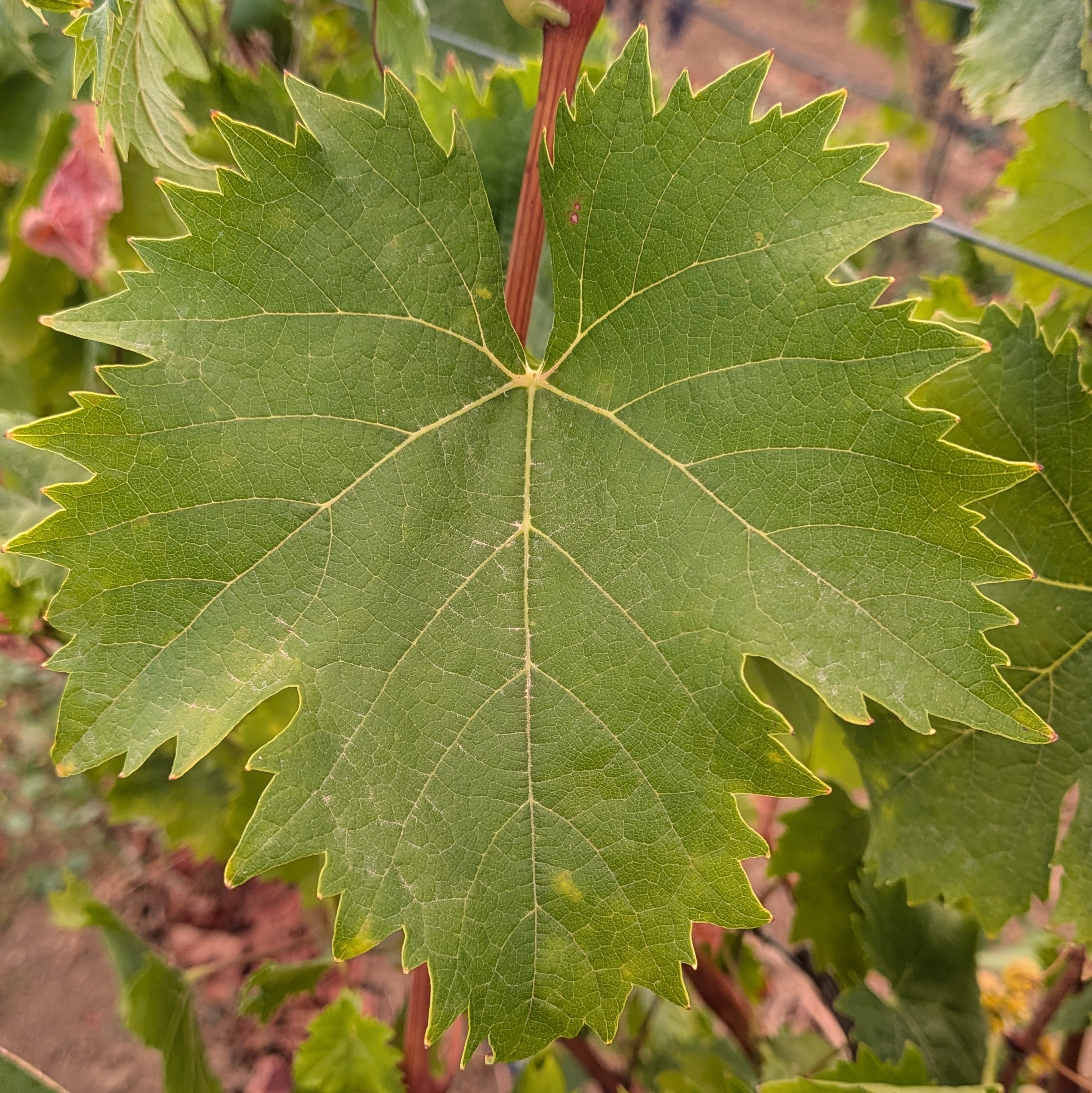 Moscato
