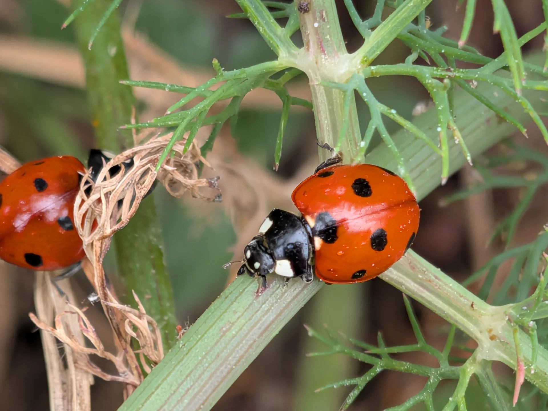 coccinella