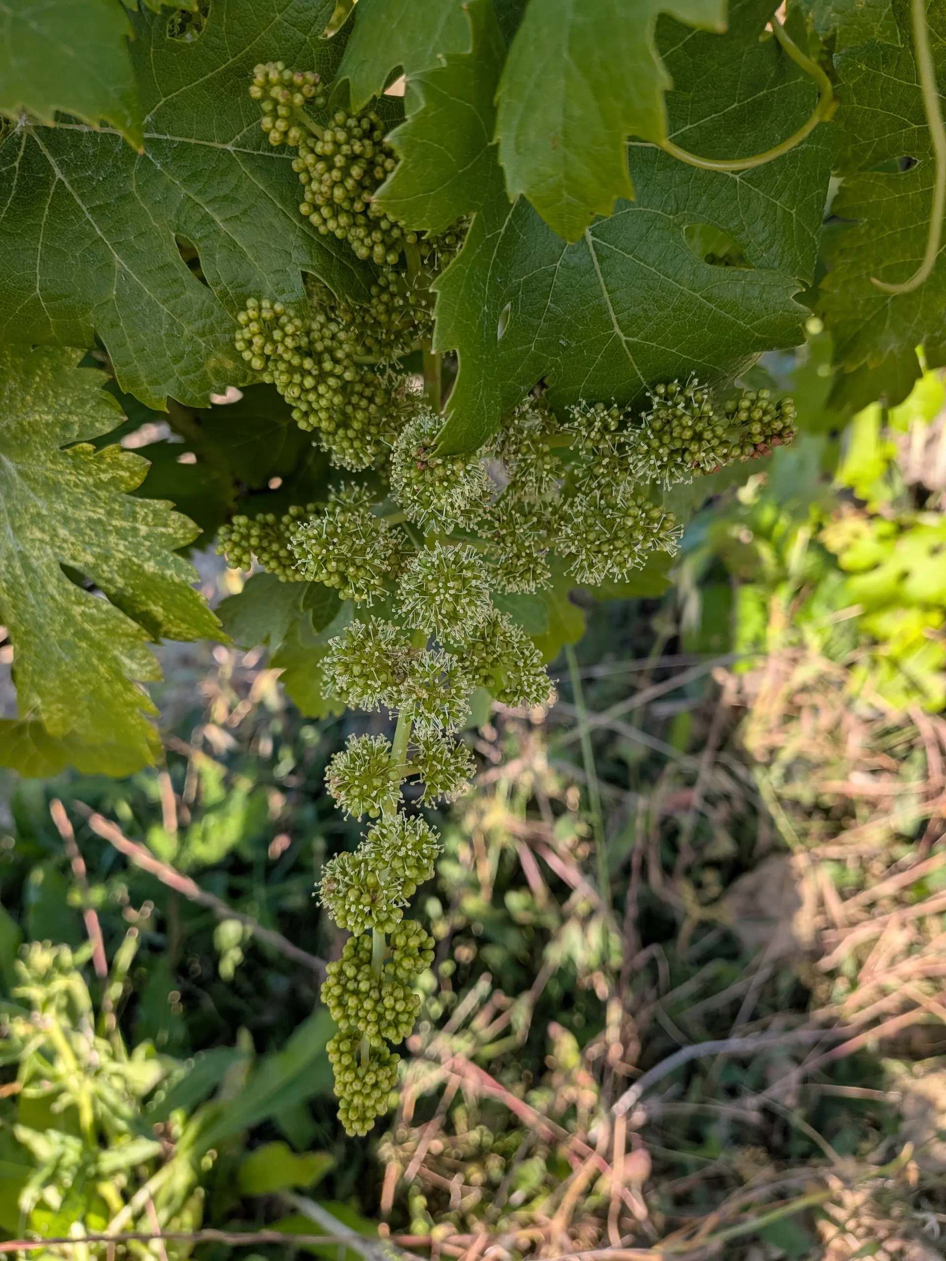 fioritura_vite